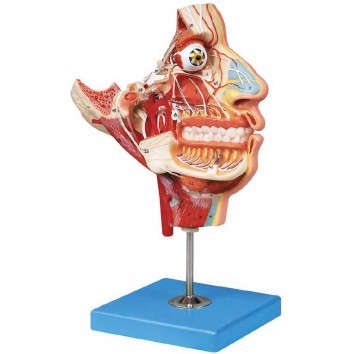 NERVES & VESSELS IN THE FACIAL SKULL